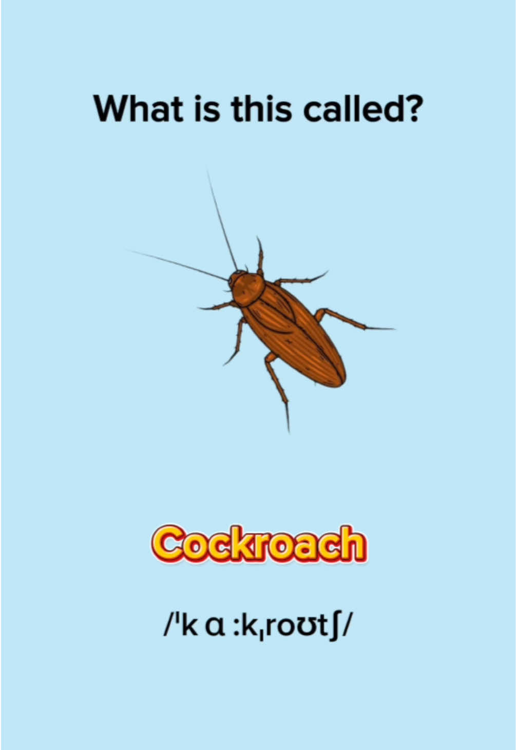 English Vocabulary Practice - insects #LearnEnglish #EnglishLesson #EnglishPractice #EnglishVocabulary #EnglishWords #EnglishGrammar #ESL #ImproveYourEnglish #EnglishTok #EduTok #EnglishMinute 