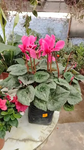 #vivero #fypシ゚viral 😜