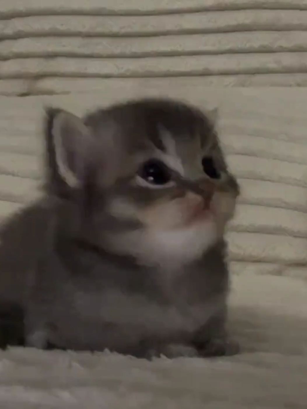 Little baby.🤗#cute #kitten #cats #pets 