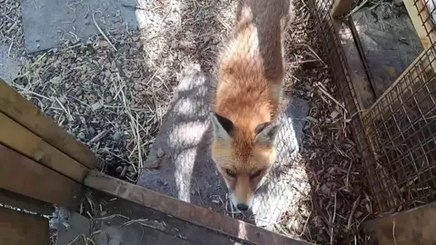 My visit to Second Chance Fox Sanctuary  #fox #wildlife #cute #fyp #viralvideo 