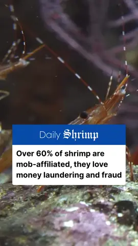 Shocking news hit the world today. Over 60% of shrimp are believed to be committing nefarious activities globally. These shrimp are NOT to be messed with, and they play no games - especially when it comes to money. #shrimpnews #shrimptok #shrimps #shrimp #news #viral #humor #fyp 