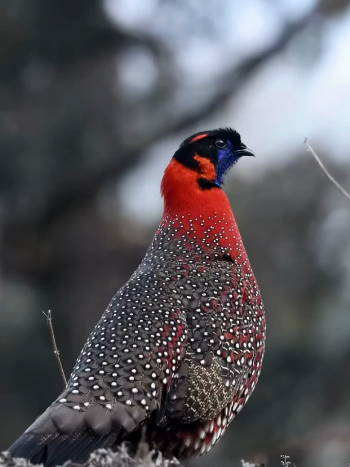 The red-bellied tragopan expresses its emotions and tendencies through sound #Birds #animallovers #naturelovers