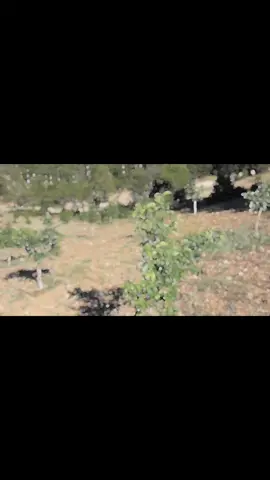 #Bursa #köy#hayatı#ceviz#keşfet