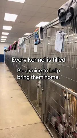 We need your help now more than ever. Share their faces or even open your home to a new love 🩵 #animalshelter #shelterdog #adoptme #adoptdontshop 