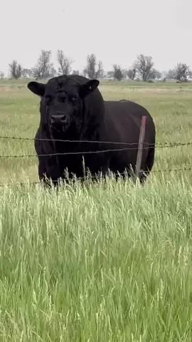 Çok büyük 💪