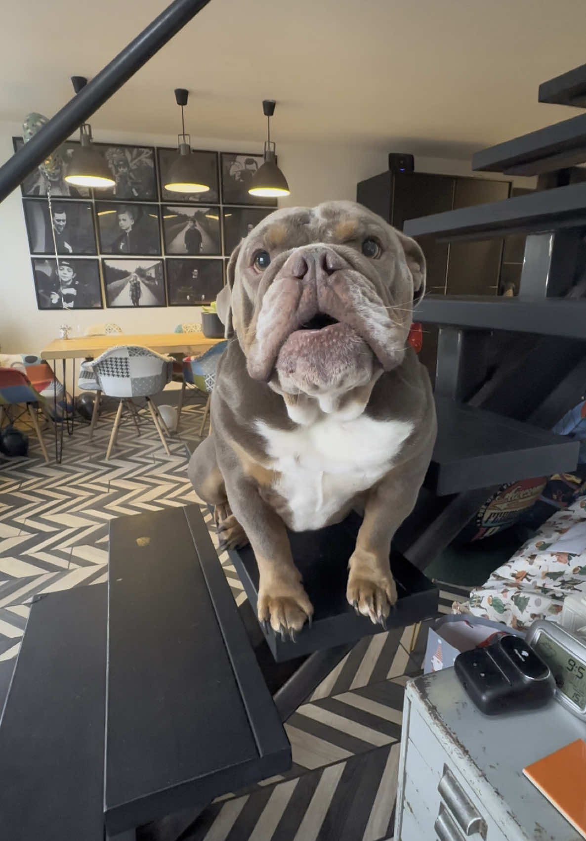 Just trying to get some work done.  #englishbulldog #englishbulldoglover #englishbulldogsoftiktok #naughtydog #bulldoglove  #angrydog 