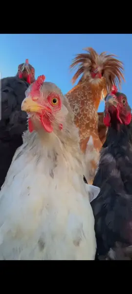 Gallinas bailando la macarena #animales #videoviral #viraltiktok #paratiiiiiiiiiiiiiiiiiiiiiiiiiiiiiii #gallinas #macarena