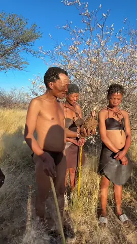 The San/Bushmen are an indigenous group of hunter-gatherers who are the oldest inhabitants of Southern Africa. They’re known for their unique languages featuring click sounds (volume up to hear how they speak!),  deep knowledge of the local flora and fauna (which can be beneficial and poisonous) and traditional way of life centered around hunting and gathering… . . . . . #sanpeople #bushman #bushmen #namibia #kalahari #desert #travel #traveltok