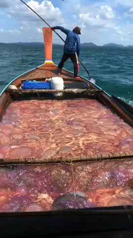 #pesca #medusa #fatoscuriosos #curiosidades 