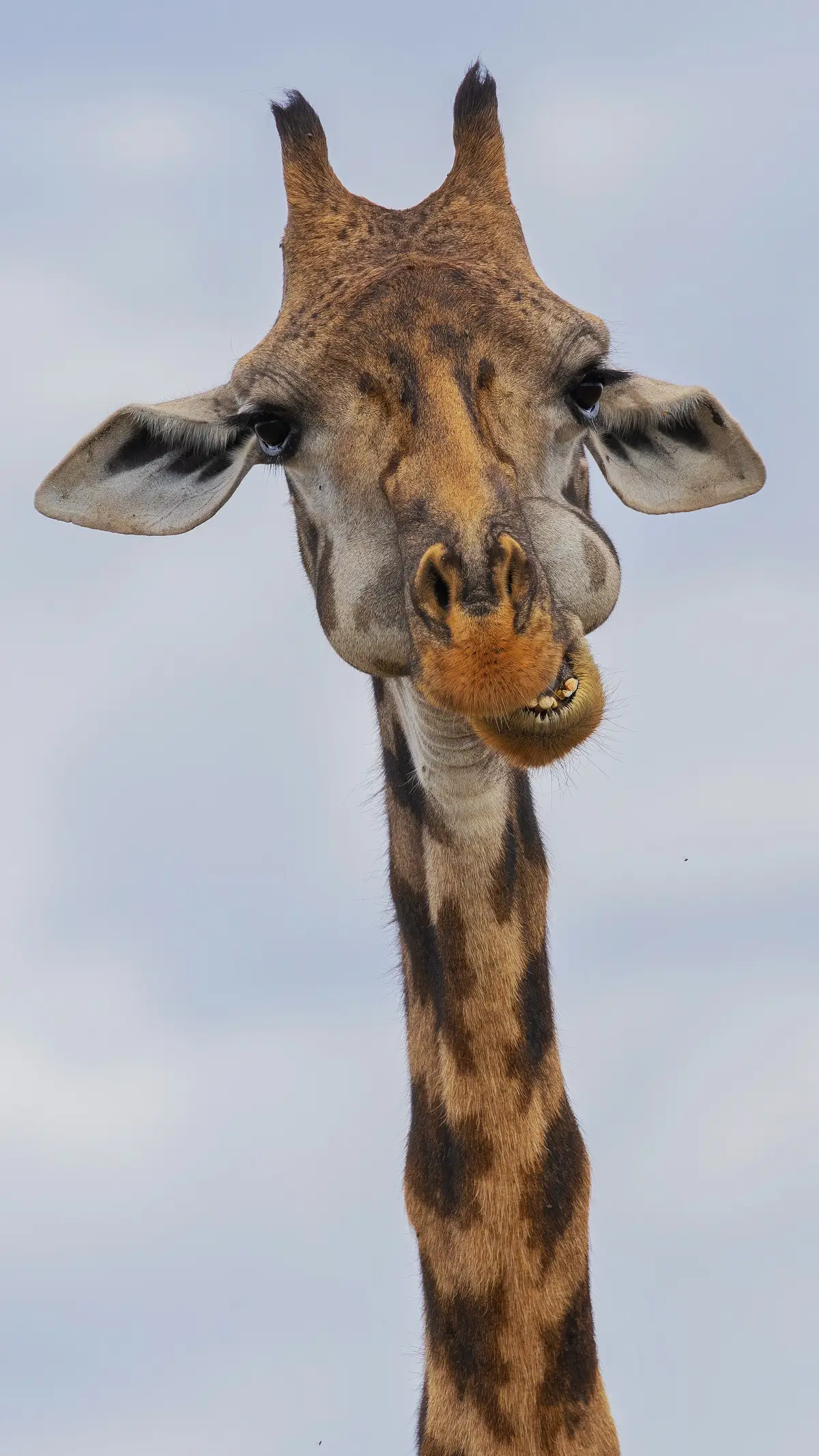The Masai giraffe is an endangered giant of the wildlands of Kenya with just over 32,000 remaining.  #nature #wildlife #africa #kenya #masaimara #safari #conservation #cute #giraffe #giraffes 