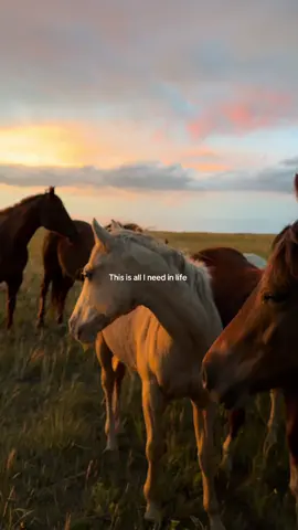 There’s no better feeling on earth 🫀#fypシ #horselife #horsebackriding #horses #ranchlifestyle 