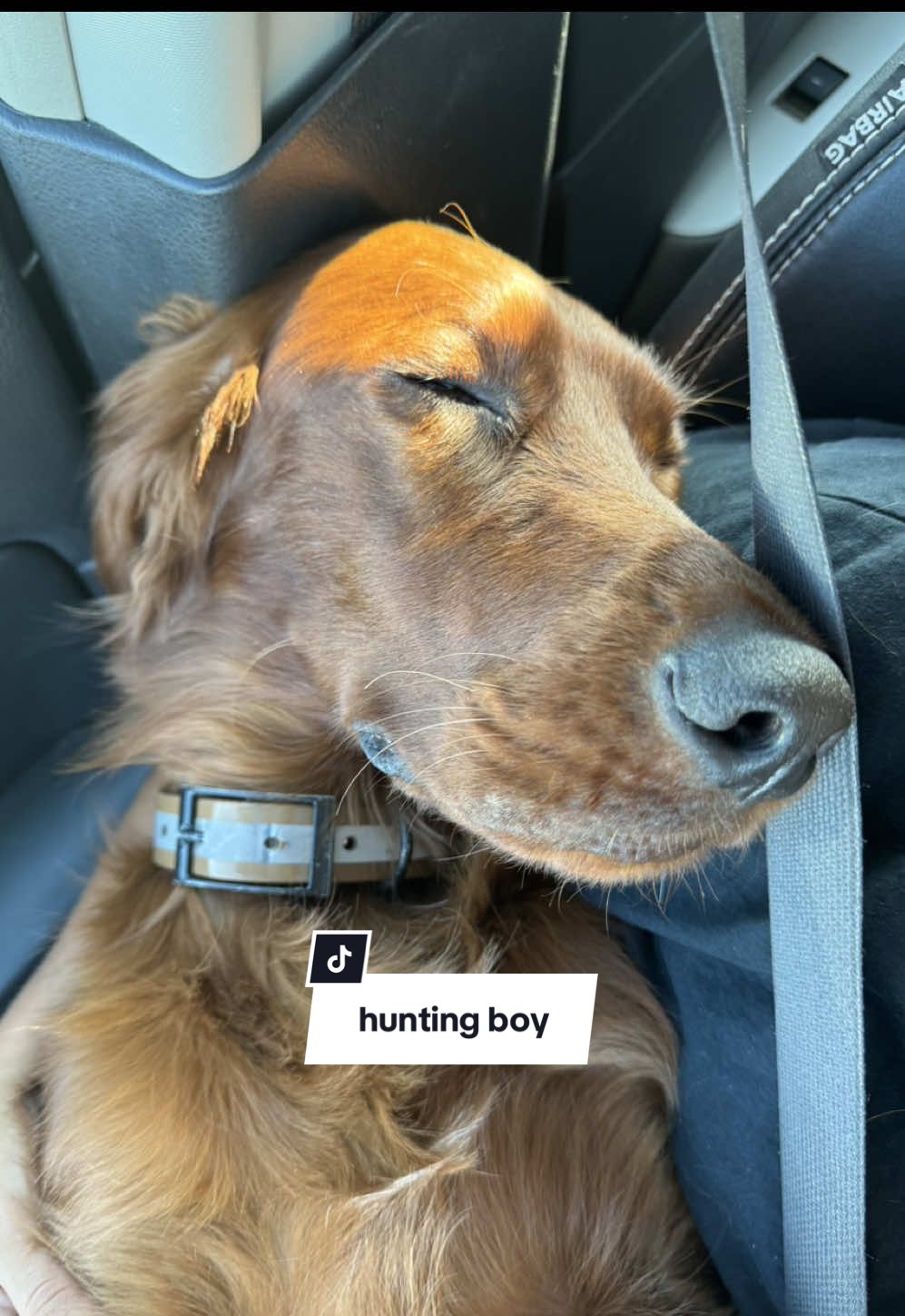 cool thing is setters were originally bred to set which is what he’s doing in the first clip! he sets and points naturally and interchanges them! #fyp #irishsetter #setter #explore #dogsoftiktok #birddogs #Outdoors #dogvideo #pheasantdog 