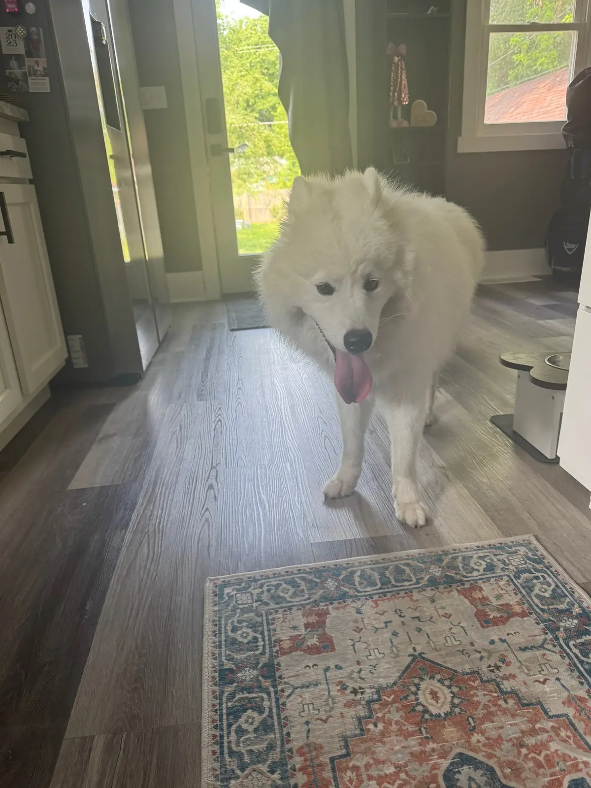 Fluffy mornings, big stretches, & little zoomies 🐾☁️ Frost makes every day feel like heaven on earth. If you’ve ever dreamed of hugging a cloud, this is it. #DogLife #CozyAesthetic #Samoyed #Samoyed #DogLover #FluffyDog #CozyLife #PetAesthetic #DailyRoutine #DogMomLife #FurBaby #AestheticPets #TranquilVibes