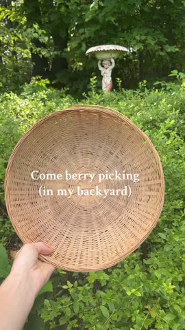 Always remember to check the back of the bush ;) #unemployed #harvest #abundance #fypシ 