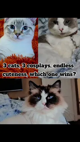 “3 cats. 3 cosplays. Endless cuteness. Which one wins? 🐾✨” #cat #funnyvideos #fyp #catsoftiktok #cosplay #cats