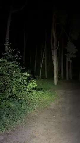 Lonely forest road at night. A bit scary #night #forest #road #lonely #scary
