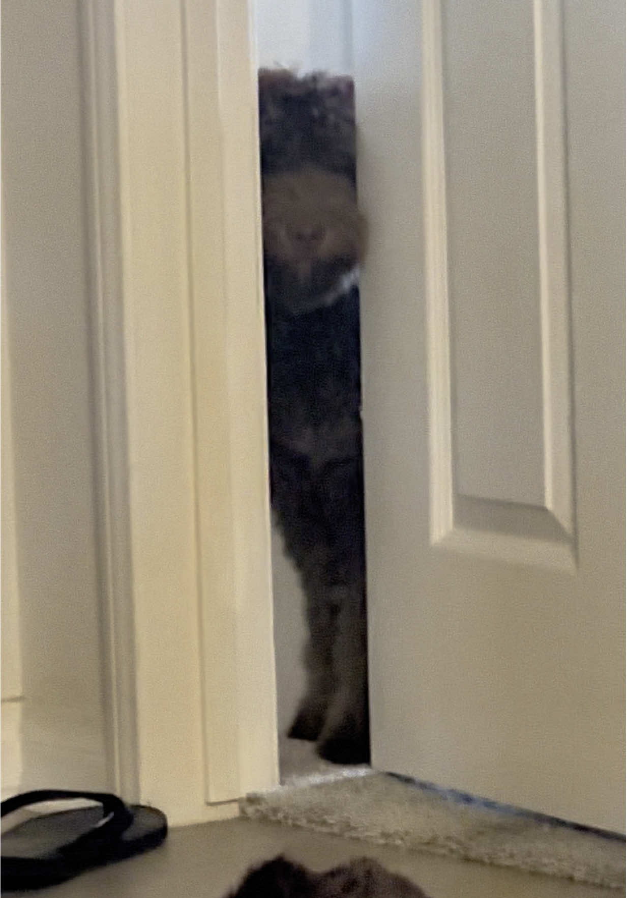 Do not accept Turkey offering 🤫🙅‍♂️  #funny #fyp #creepy #stare #dog 