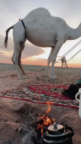 #البل #الشيابين 