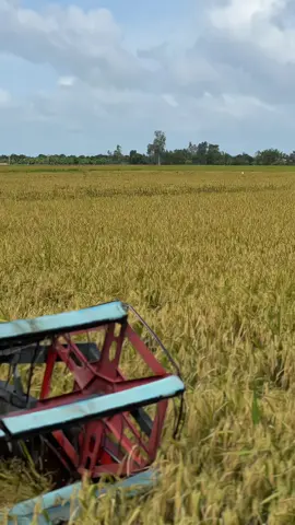 Trâu già nhà em😄#dc105บ้าพลัง @FB Văn Khiêm🍏 @Quậy 67AG 