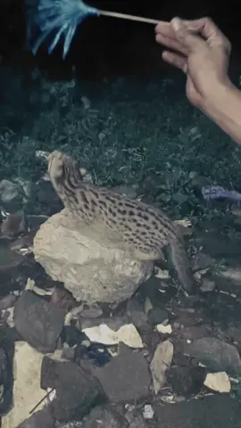 siap menerima inpo ayam teranga😂🤣. #capcut #kucingdewasa #fyp #fypシ #hiburantiktok #kucinghutan #kucinghutandewasa #kucinglucu #hiburantiktok #kucing #fyppppppppppppppppppppppp #fypdongggggggg #hiburan #kudus #hiburan #setatus #kucinggemoy #asianleopardcat #bengal #kucingbengal 