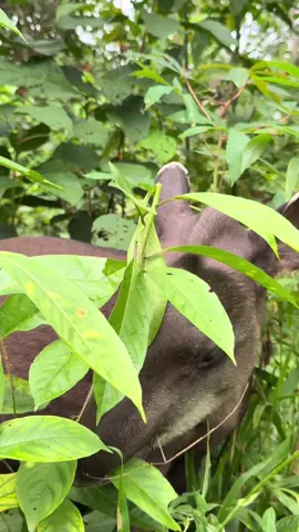 Tapiro nella foresta ❤️ #ecuador #amazzonia 