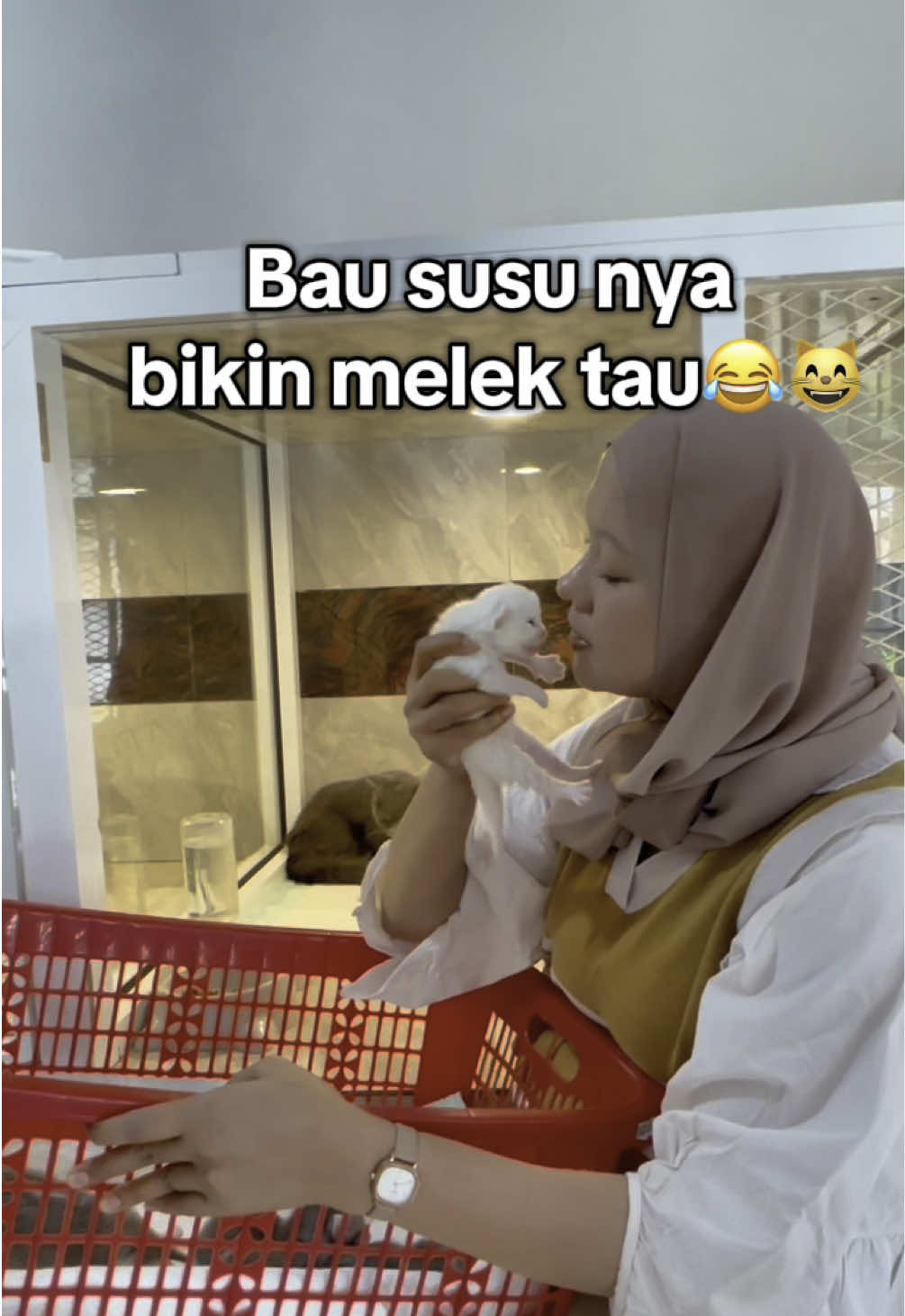 Bersihin muka si kecil sambil nyium-nyium itu udah jadi healing aku tiap hari 😭🩷 Berapa kiss selama divideo coba ? 😂 Bayi kucing british cebol ini bikin hati meleleh banget. Gak kuat sama muka polosnya, apalagi pas dia diem manja gini 🥺🐾 Rawat bayi kucing tuh gak cuma soal kasih susu, tapi juga penuh cinta dan sentuhan lembut setiap hari. Heaaaakkk😘😁 #adopsikucingcebol #adopsikucingkecil #adopkucingsumbar #adopsikucingmunchkine #munchkinebsh #bshcebol #cebolmunchkine #cebolkucing #munchkinekucing #kucingbshcebol #BayiKucing #BritishShorthair #KucingCebol #KittenCare #RawatKucing #KucingLucu #BayiKucingGemes #BritishCebol #CintaKucing #CatLoversIndonesia #KittenLove #KittenLife #KucingImut #KittenOfTheDay #BabyCat #TinyKitten #BritishKitten #KucingIndoor #KucingRumahan #KittenMood #GroomingKucing #HealingBarengKucing #PecintaKucing #FypKucing #MeongLucu #cutenessoverload 