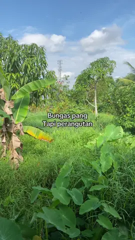 Begayaan ja🤣#fyp #storykatakata #storybanjar #storyvideokatakata #storykatakatabanjar #fyppppppppppppppppppppppp #fypシ゚ #fypシ゚viral #fypp 