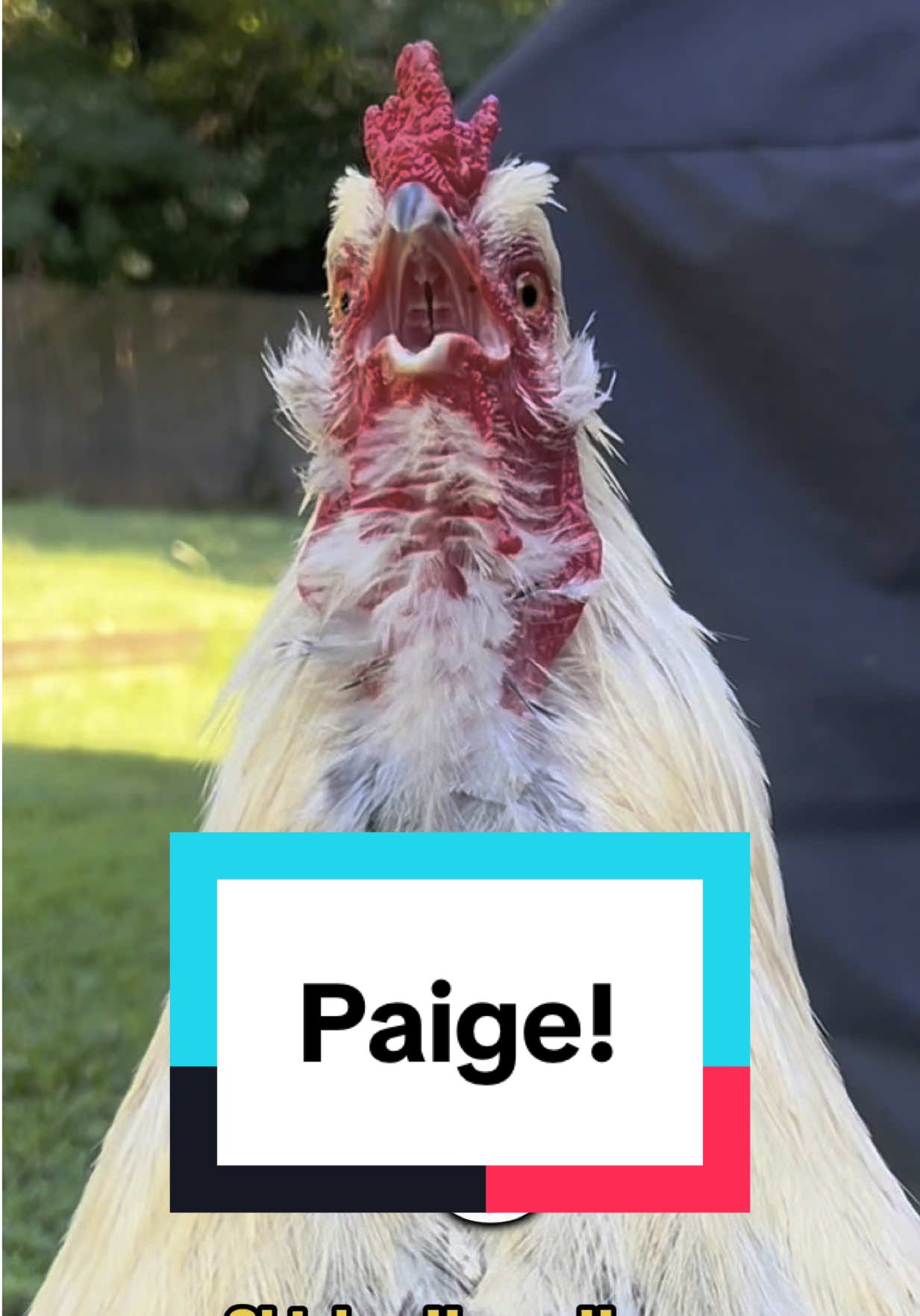 Frankie summons #paige #rooster #funnyanimals #memestiktok #chickens #chickenhappyhour 