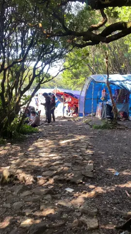 Surken 12 Juli 2025 ✨#gununggede2958mdpl⛰️ #surkengununggede #foryoupage #gununggedeviaputeri #fyppppppppppppppppppppppp 