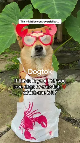 Sadlly only 200 people will see this. #dogs 