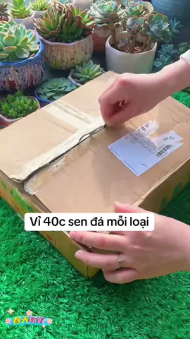 Vỉ 40c sen đá các loại#vuonsenda #trongsendachonguoimoibatdau #hoasenda 