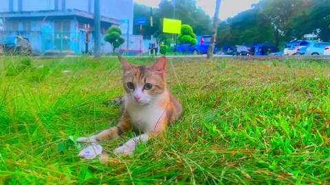 তুমি বালা হাতুন হয়ে এসো