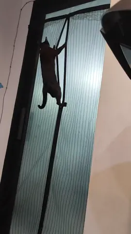 แต่ละมื้อแต่ละเดย์ มุ้งจะขาดมั้ยเนี่ย #แมว #cat #catoftiktok #แมวจรอัพเกรด 