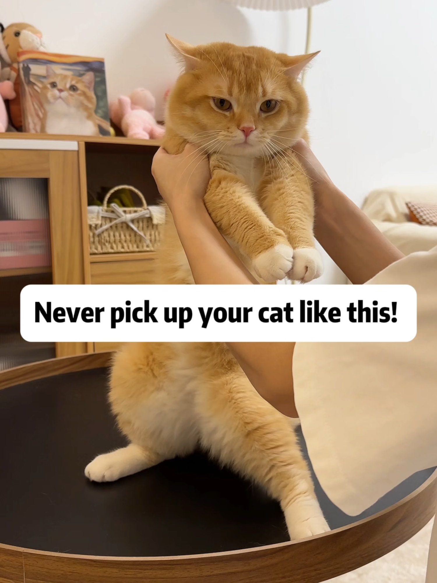 You’ve Been Holding Cats Wrong This Whole Time！#cattips #catlovers #petlovers #catoftiktok #cattok #fyp #catknowledge #furoclaw