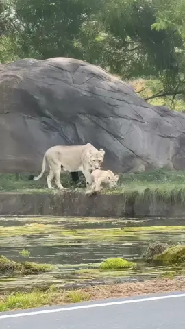 Careless Lioness #animals #wildlife #lion 