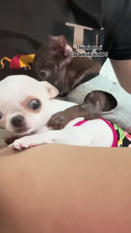 Cấm tag nhau nhé🌷#chihuahuamini #chihuahua #xh #xhhhhhhhhhhhhhhhhhhhhhhh 