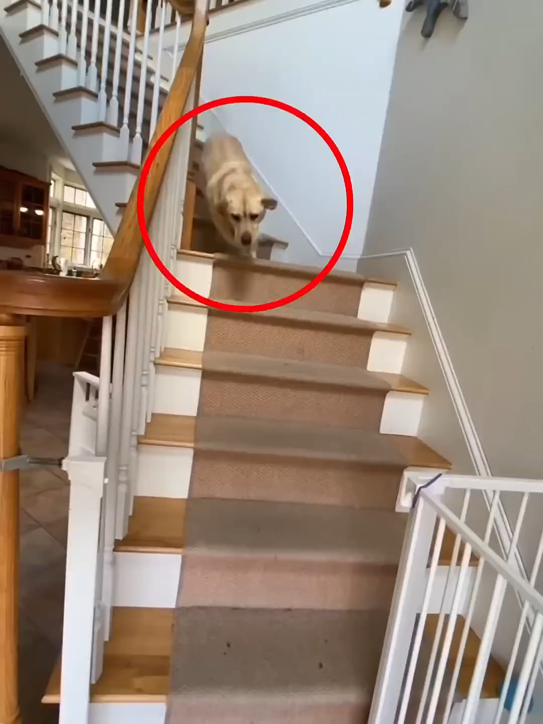 Dog and granpa bond ❤️  #storytelling #wholesome #animals #hearttouching #dog #puppy #grandpa