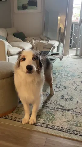 We were NOT ready for this one 😭 #aussie #fyp #australianshepherd #puppy #dog #australianshepherd #australianshepherdsoftiktok #aussiesdoingthings 