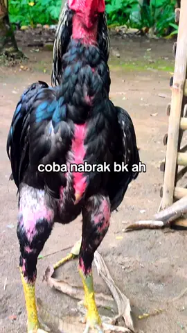 lecet dikit gak ngaruh😁 #hobyayambangkok #peternakmuda #salamsatuhoby🐓🐓🐓🙏 #mangon #fyppppppppppppppppppppppp 