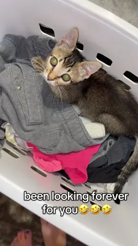 Haha hiding in the clothes hamper 😅😅 Has there ever been a time you couldn’t find your animal?  #funny #kitten #cute #sleep #nap #hiding #find 
