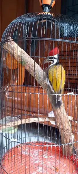 platuk bawang gacor muda#TRISULABF_TANGERANG #MURAIBATU_TANGERANG 