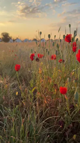 #PoppyField #RedFlowers #NaturePhotography #FlowerField #Wildflowers #FloralAesthetic #NatureLovers #FieldOfDreams #BloomingBeauty #SereneNature #AestheticVibes #DreamyLandscape #SummerVibes #PeacefulPlaces #UrbanNature #FYP #ForYou #TikTokNature #ExploreMore #ViralVideo #foryoupage #viral 