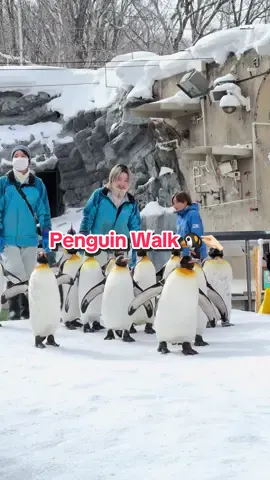 Penguin Walk🐧 ingin rasanya culik seekor🤏🏻 📍Asahiyama Zoo, Hokkaido, Jepang #asahiyamazoo #winter #sapporo #hokkaido #japan #winterinjapan #foryou 