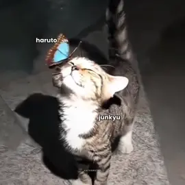 🦋: i fell in love with this cutie cat #fypシ #haruto #junkyu #harukyu #treasure #admin_bellna #watanabeharuto 