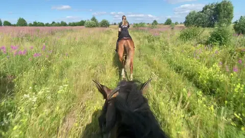 #поля #лошади #галоп 