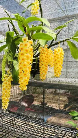 Cây rừng Việt Nam mình đó . 