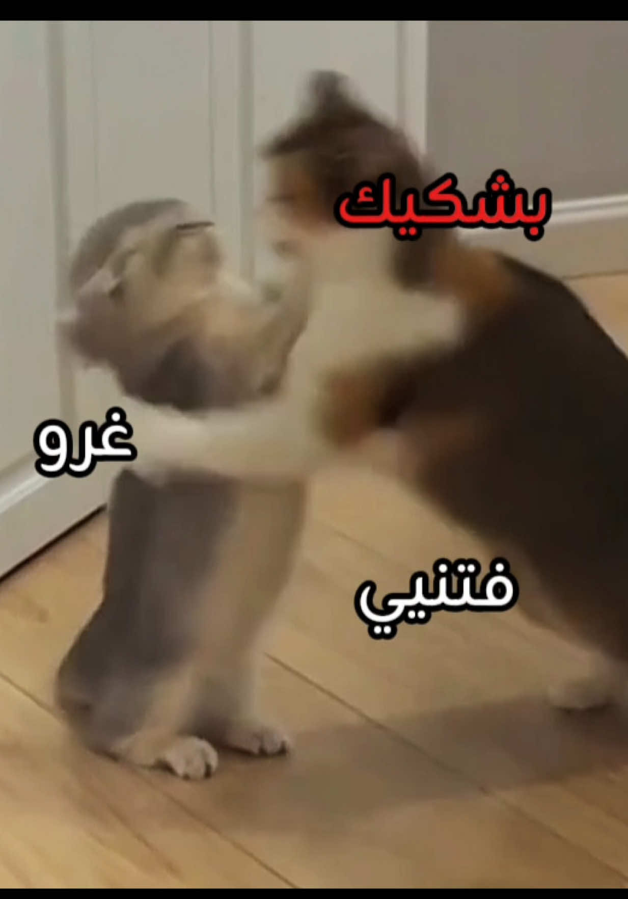 ملامحه عااالميه #cat #explore 