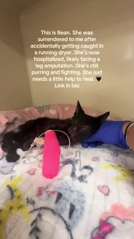 This is Bean. 🖤 She’s just a baby and has already been through something no animal should ever experience. She accidentally crawled into a dryer vent, likely just looking for a warm place to rest, and unfortunately ended up trapped inside a running dryer. Somehow, she survived but she’s in rough shape. One of her front legs is severely injured and is likely going to need to be amputated. She also has a painful degloving injury to her chin. Despite everything, she’s still purring. She still wants to be held. She’s still fighting. I took her in because I couldn’t let her go without a chance to know love, safety, and comfort. If you can help in any way — by donating or even just sharing — I’d be endlessly grateful. She deserves this second chance. https://gofund.me/1c9b4b1frt #fyp #Kitten #Rescue #VetMed