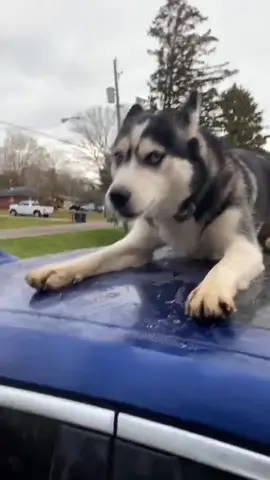 See if your Husky is also so rebellious?#dog #funnydog #Foryou #dogsoftiktok #funnytiktok #tiktok #funnyvideos #funny #husky 
