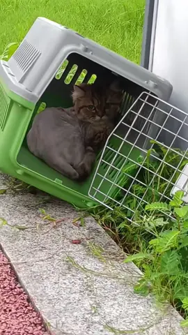 #cat #catsoftiktok #poorcat #rescuecat 